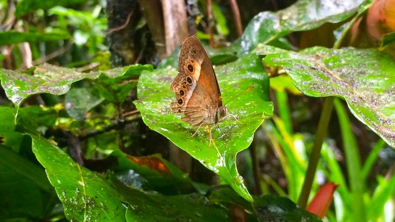 Rainforest Butterflies