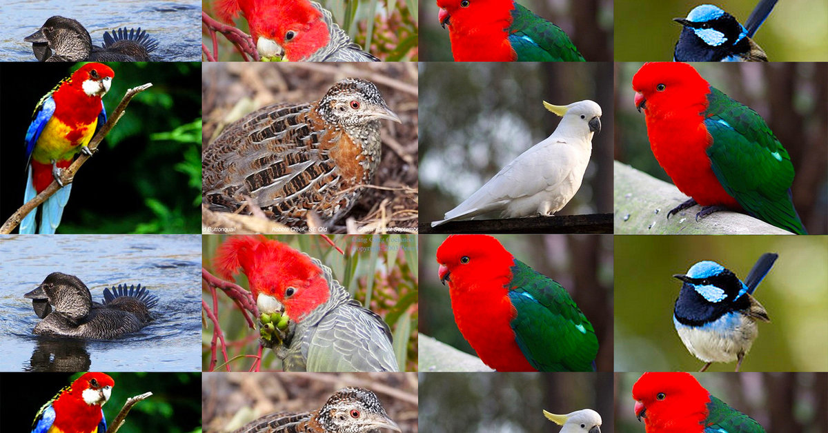 Bird Watching in north Queensland's tropical rainforest