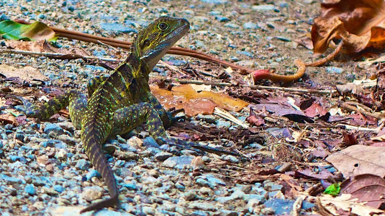 Misty Mountains lizard